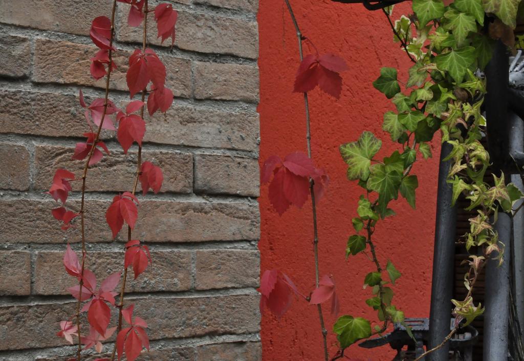 B&B Edera Castagnole Piemonte Exterior foto